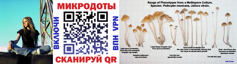 Галлюциногенные грибы Psilocybine cubensis  что такое наркотик  нарко площадка клад  Новомосковск 